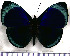  (Temenis leprieuri leprieuri - JFDA0823)  @11 [ ] by-nc-sa (2024) Jean F. Le Crom Jean F. Le Crom