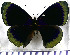  (Temenis degandii - JFDA0825)  @11 [ ] by-nc-sa (2024) Jean F. Le Crom Jean F. Le Crom