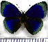  (Temenis whitelyi - JFDA0826)  @11 [ ] by-nc-sa (2024) Jean F. Le Crom Jean F. Le Crom