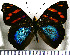  (Epiphile iblis - JFDA0829)  @11 [ ] by-nc-sa (2024) Jean F. Le Crom Jean F. Le Crom
