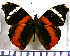  (Epiphile eriopis - JFDA0832)  @11 [ ] by-nc-sa (2024) Jean F. Le Crom Jean F. Le Crom