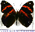  (Epiphile epicaste - JFDA0835)  @11 [ ] by-nc-sa (2024) Jean F. Le Crom Jean F. Le Crom