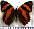  (Epiphile dilecta - JFDA0839)  @11 [ ] by-nc-sa (2024) Jean F. Le Crom Jean F. Le Crom