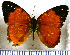  (Nica flavilla sylvestris - JFDA0843)  @11 [ ] by-nc-sa (2024) Jean F. Le Crom Jean F. Le Crom