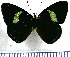  (Diaethria dodone - JFDA0888)  @11 [ ] by-nc-sa (2024) Jean F. Le Crom Jean F. Le Crom
