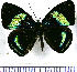  (Diaethria phlogea - JFDA0894)  @11 [ ] by-nc-sa (2024) Jean F. Le Crom Jean F. Le Crom