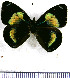  (Diaethria metiscus - JFDA0895)  @11 [ ] by-nc-sa (2024) Jean F. Le Crom Jean F. Le Crom