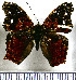  (Hypanartia kefersteini - JFDA0927)  @11 [ ] by-nc-sa (2024) Jean F. Le Crom Jean F. Le Crom