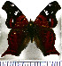  (Hypanartia lindigii - JFDA0928)  @11 [ ] by-nc-sa (2024) Jean F. Le Crom Jean F. Le Crom