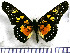  (Chlosyne narva bonpland - JFDA0950)  @11 [ ] by-nc-sa (2024) Jean F. Le Crom Jean F. Le Crom