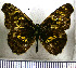  (Gnathotriche sodalis - JFDA0955)  @11 [ ] by-nc-sa (2024) Jean F. Le Crom Jean F. Le Crom