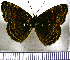  (Telenassa catenarius - JFDA0973)  @11 [ ] by-nc-sa (2024) Jean F. Le Crom Jean F. Le Crom