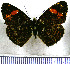  (Telenassa trimaculata - JFDA0974)  @11 [ ] by-nc-sa (2024) Jean F. Le Crom Jean F. Le Crom