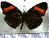  (Telenassa jana - JFDA0975)  @11 [ ] by-nc-sa (2024) Jean F. Le Crom Jean F. Le Crom