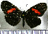  (Castilia castilla - JFDA0984)  @11 [ ] by-nc-sa (2024) Jean F. Le Crom Jean F. Le Crom