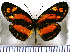  (Eresia emerantia - JFDA1010)  @11 [ ] by-nc-sa (2024) Jean F. Le Crom Jean F. Le Crom