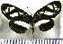  (Eresia nauplius - JFDA1020)  @11 [ ] by-nc-sa (2024) Jean F. Le Crom Jean F. Le Crom