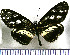  (Eresia letitia - JFDA1022)  @11 [ ] by-nc-sa (2024) Jean F. Le Crom Jean F. Le Crom