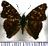  (Doxocopa elis - JFDA1039)  @11 [ ] by-nc-sa (2024) Jean F. Le Crom Jean F. Le Crom
