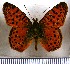  (Issoria lathonioides - JFDA1134)  @11 [ ] by-nc-sa (2024) Jean F. Le Crom Jean F. Le Crom