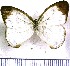  (Euptychia hannemanni - JFDA1232)  @11 [ ] by-nc-sa (2024) Jean F. Le Crom Jean F. Le Crom
