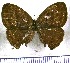  (Euptychia alacristata - JFDA1237)  @11 [ ] by-nc-sa (2024) Jean F. Le Crom Jean F. Le Crom