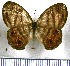  (Euptychia rufocincta - JFDA1251)  @11 [ ] by-nc-sa (2024) Jean F. Le Crom Jean F. Le Crom