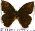  (Taygetis mermeria - JFDA1418)  @11 [ ] by-nc-sa (2025) Jean F. Le Crom Jean F. Le Crom