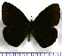  (Lymanopoda gortyna - JFDA1561)  @11 [ ] by-nc-sa (2025) Jean F. Le Crom Jean F. Le Crom