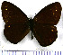  (Lymanopoda affineola - JFDA1566)  @11 [ ] by-nc-sa (2025) Jean F. Le Crom Jean F. Le Crom