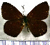  (Lymanopoda nadia - JFDA1575)  @11 [ ] by-nc-sa (2025) Jean F. Le Crom Jean F. Le Crom