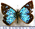  (Lymanopoda samius - JFDA1607)  @11 [ ] by-nc-sa (2025) Jean F. Le Crom Jean F. Le Crom