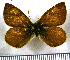  (Lymanopoda lactea - JFDA1622)  @11 [ ] by-nc-sa (2025) Jean F. Le Crom Jean F. Le Crom