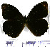  (Pronophila epidipnis - JFDA1699)  @11 [ ] by-nc-sa (2025) Jean F. Le Crom Jean F. Le Crom