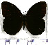 (Pronophila obscura - JFDA1704)  @11 [ ] by-nc-sa (2025) Jean F. Le Crom Jean F. Le Crom