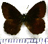  (Antopedaliodes - JFDA1746)  @11 [ ] by-nc-sa (2025) Jean F. Le Crom Jean F. Le Crom