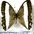  ( - JFDA1952)  @11 [ ] by-nc-sa (2025) Jean F. Le Crom Jean F. Le Crom