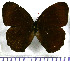  (Eretris oculata - JFDA1970)  @11 [ ] by-nc-sa (2025) Jean F. Le Crom Jean F. Le Crom