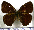  (Eretris ochrea - JFDA1986)  @11 [ ] by-nc-sa (2025) Jean F. Le Crom Jean F. Le Crom