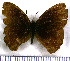  (Eretris porphyria - JFDA1990)  @11 [ ] by-nc-sa (2025) Jean F. Le Crom Jean F. Le Crom