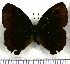  (Eretris decorata - JFDA1994)  @11 [ ] by-nc-sa (2025) Jean F. Le Crom Jean F. Le Crom