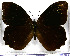  (Pronophila cordillera - JFDA2000)  @11 [ ] by-nc-sa (2025) Jean F. Le Crom Jean F. Le Crom