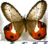  (Pierella nereis - JFDA2044)  @11 [ ] by-nc-sa (2025) Jean F. Le Crom Jean F. Le Crom