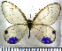  (Cithaerias esmeralda - JFDA2069)  @11 [ ] by-nc-sa (2025) Jean F. Le Crom Jean F. Le Crom