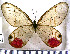  (Cithaerias pyritosa - JFDA2078)  @11 [ ] by-nc-sa (2025) Jean F. Le Crom Jean F. Le Crom