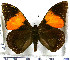  (Brassolis granadensis - JFDA2079)  @11 [ ] by-nc-sa (2025) Jean F. Le Crom Jean F. Le Crom