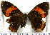  ( - JFDA2081)  @11 [ ] by-nc-sa (2025) Jean F. Le Crom Jean F. Le Crom