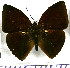  (Morphinae - JFDA2086)  @11 [ ] by-nc-sa (2025) Jean F. Le Crom Jean F. Le Crom