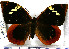  ( - JFDA2089)  @11 [ ] by-nc-sa (2025) Jean F. Le Crom Jean F. Le Crom