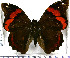  (Opsiphanes mutatus - JFDA2109)  @11 [ ] by-nc-sa (2025) Jean F. Le Crom Jean F. Le Crom